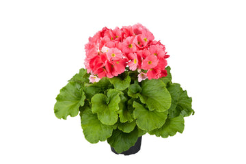 Primula Touch Me Large Pink