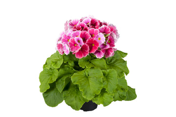 Primula Touch Me Large Red White