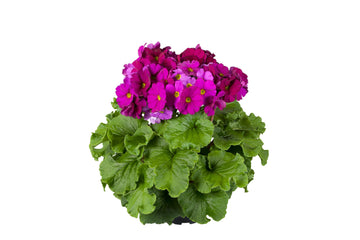Primula Touch Me Large Violet