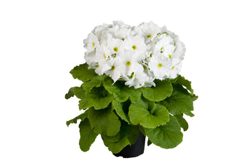 Primula Touch Me Large White