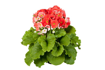 Primula Touch Me Large Dark Orange