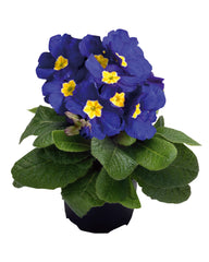Primula Piano Blue