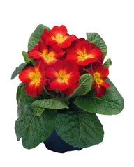 Primula Piano Fire