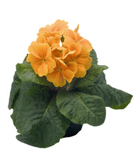 Primula Piano Orange