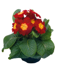 Primula Piano Red