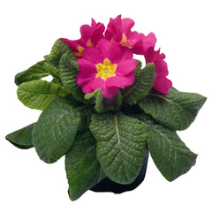 Primula Piano Rose