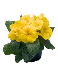 Primula Piano Yellow