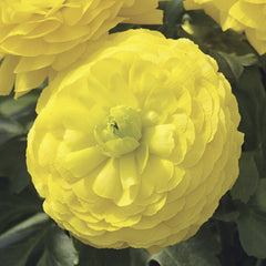 Ranunculus Mache Yellow CT
