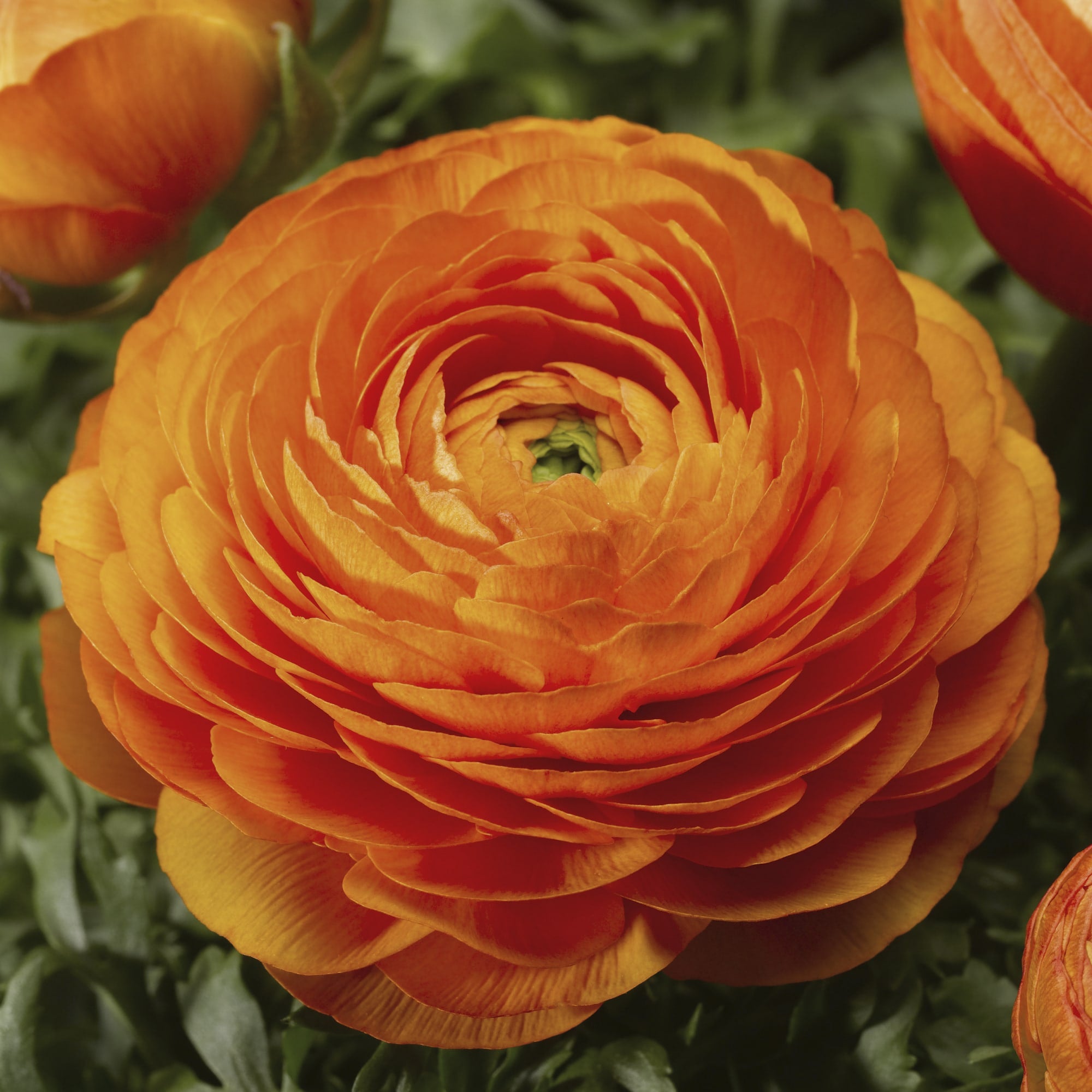 Ranunculus Mache Orange CT – Vis Seed