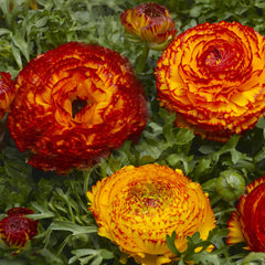 Ranunculus Mache Fire CT