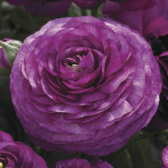 Ranunculus Mache Purple CT