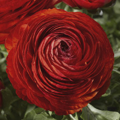 Ranunculus Mache Red CT