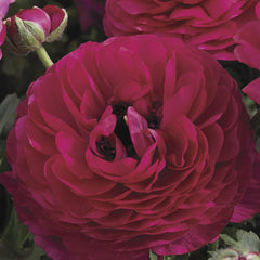 Ranunculus Mache Rose CT