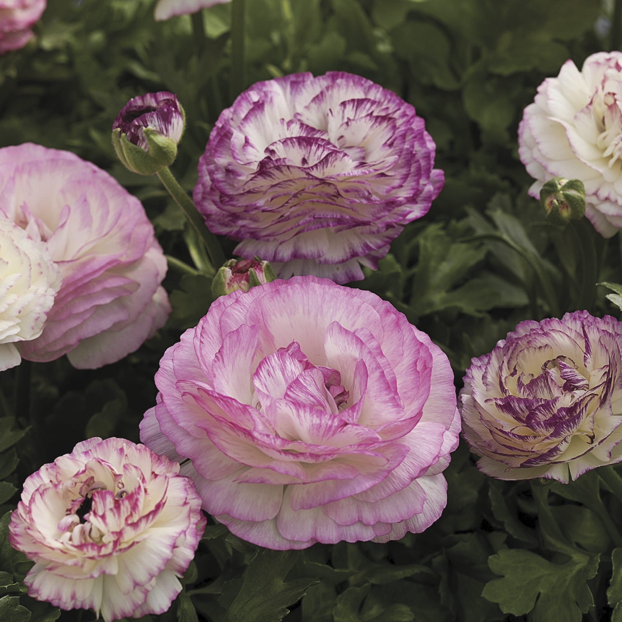 Ranunculus Mache Bicolor Mix CT – Vis Seed
