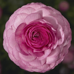 Ranunculus Mache Pink