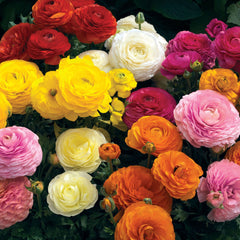 Ranunculus Mache Mixture CT