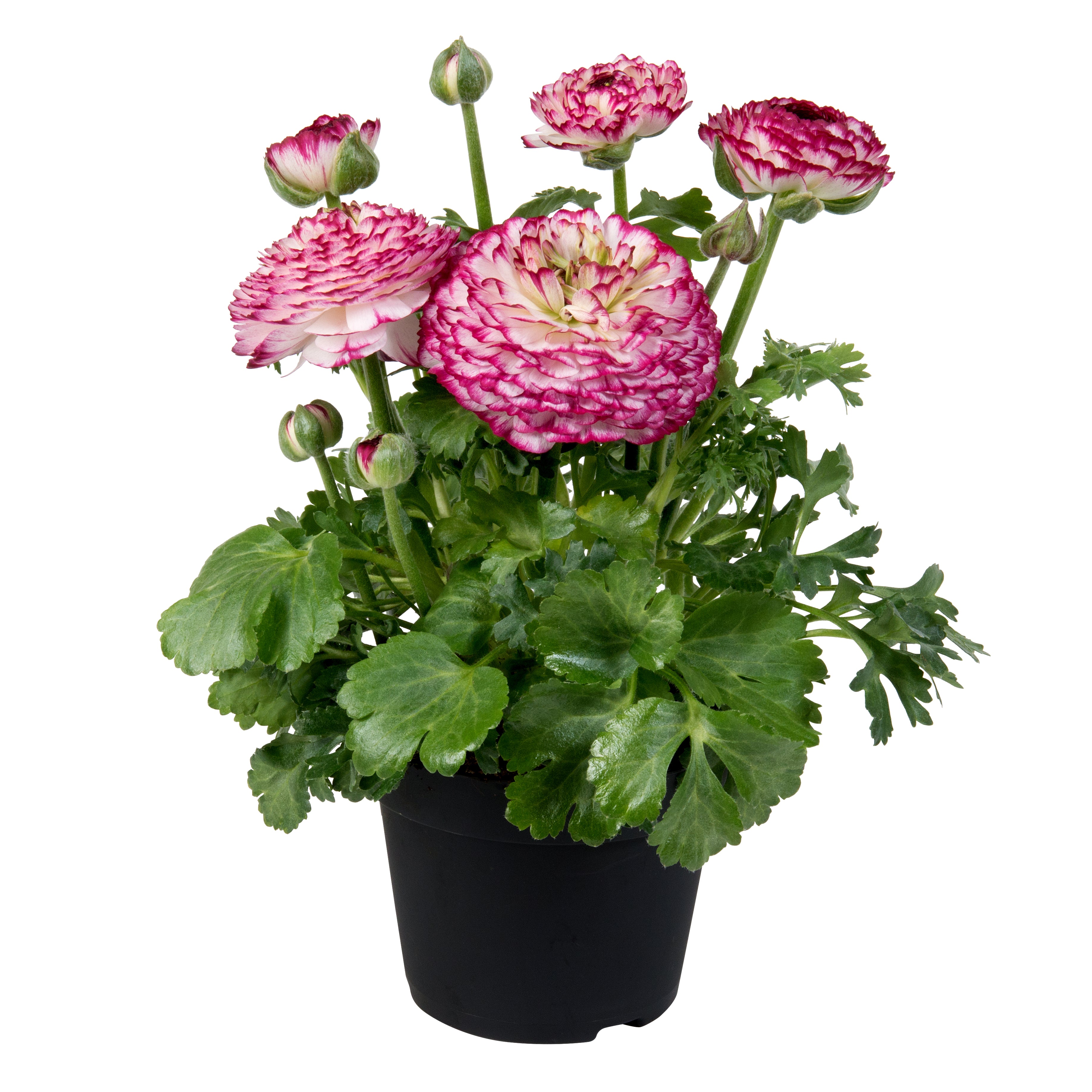 Ranunculus Sprinkles Violet Bicolor – Vis Seed