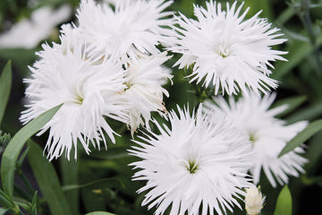 Dianthus Supra White
