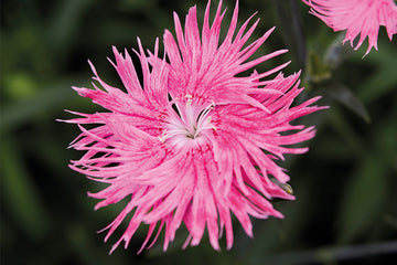 Dianthus Supra Pink