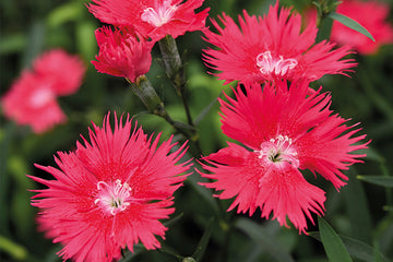 Dianthus Supra Salmon