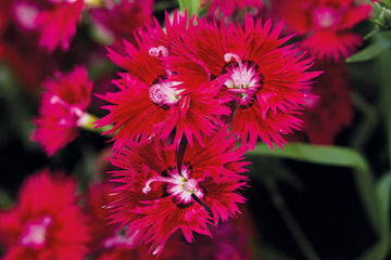 Dianthus Supra Crimson
