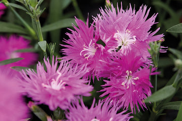Dianthus Supra Purple