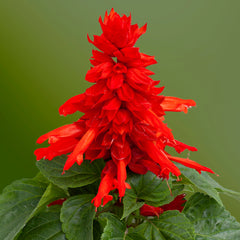 Salvia Mojave Red