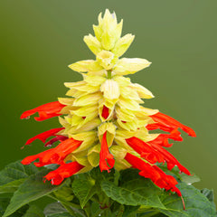 Salvia Mojave Red/White Bicolor