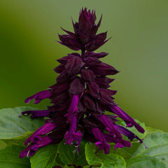 Salvia Mojave Purple