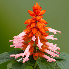 Salvia Mojave Salmon