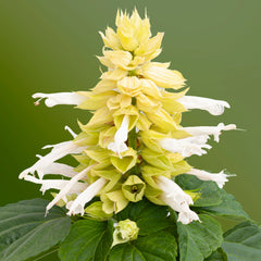 Salvia Mojave White