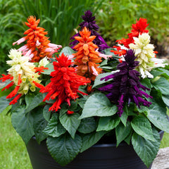 Salvia Mojave Mix