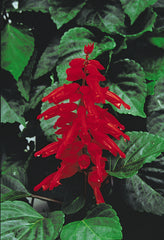 Salvia Sprint (Red Hot Sally)