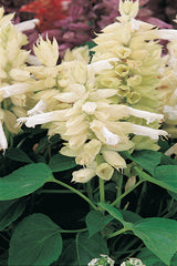 Salvia Vista White
