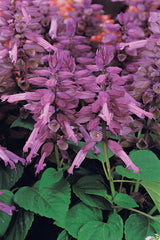 Salvia Vista Lavender