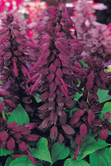 Salvia Vista Purple