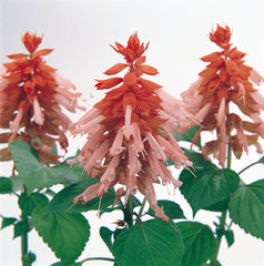 Salvia Vista Salmon