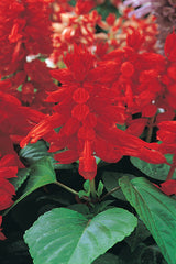 Salvia Vista Red
