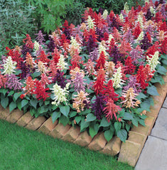 Salvia Vista Mixture