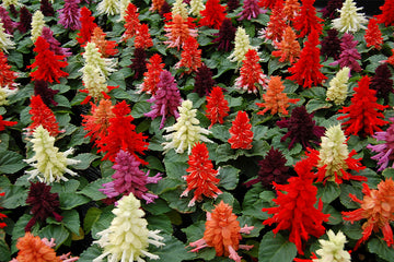 Salvia Reddy Mix