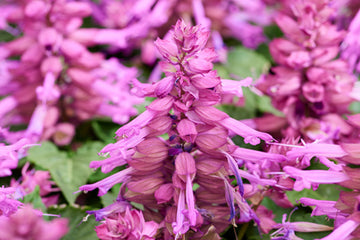Salvia Reddy Lavender