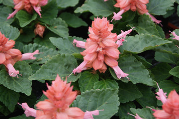 Salvia Reddy Pink