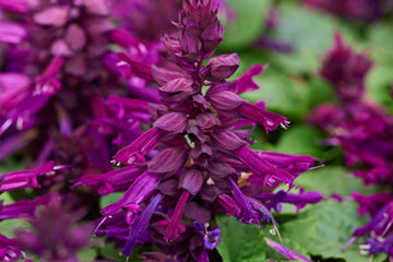 Salvia Reddy Purple