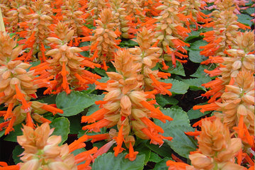 Salvia Reddy Salmon