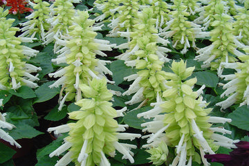 Salvia Reddy White