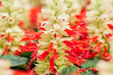 Salvia Reddy White Surprise