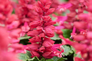 Salvia Amore Plum