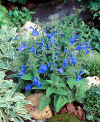 Salvia Patio Deep Blue