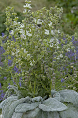 Salvia Artemis