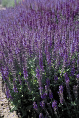 Salvia Blue Queen